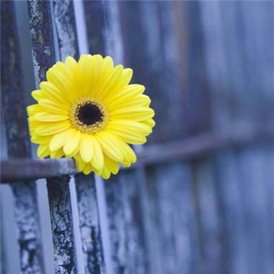 江南足球app下载手机版